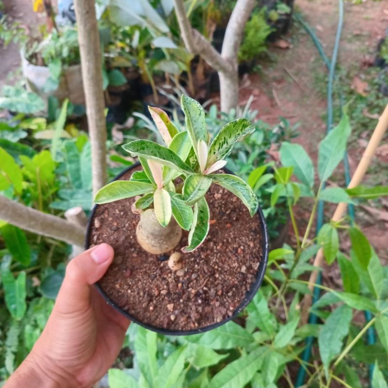 Adenium kamboja jepang varigata