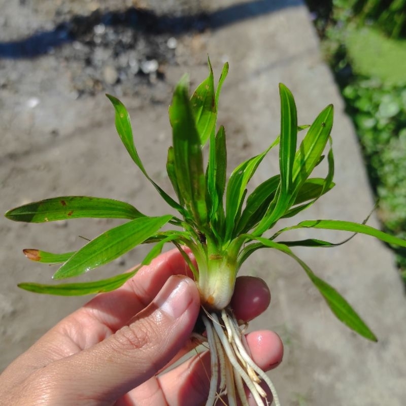 Echinodorus Uruguayensis