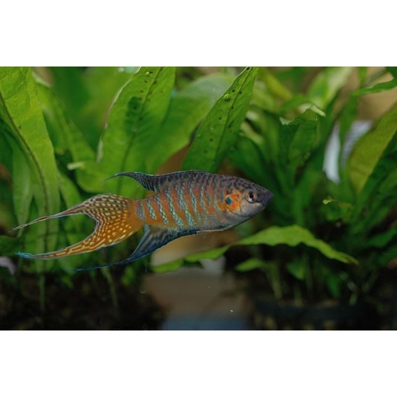 Ikan Hias Sepat Paradise