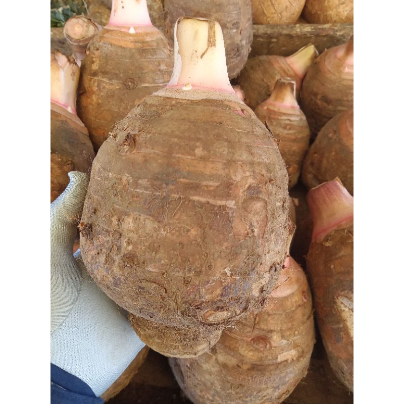 

Talas Bogor | Taleus utuh | Talas mentah per buah