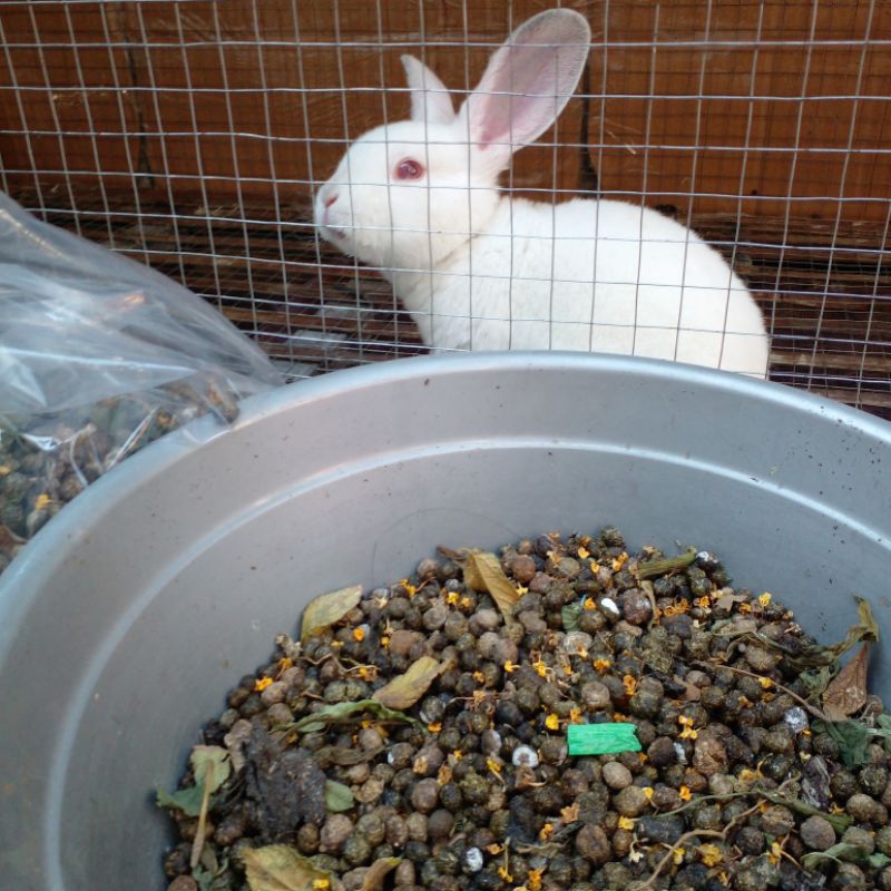 pupuk kandang kotoran kelinci / kohe