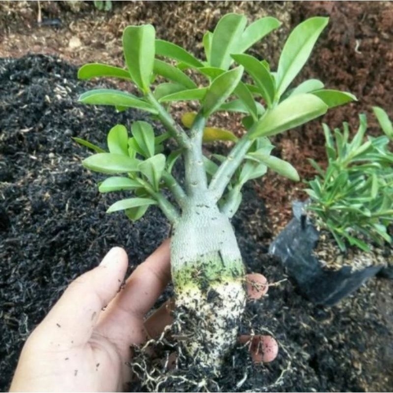 Pohon Kamboja adenium  bunga tumpuk (id: rachan purple)