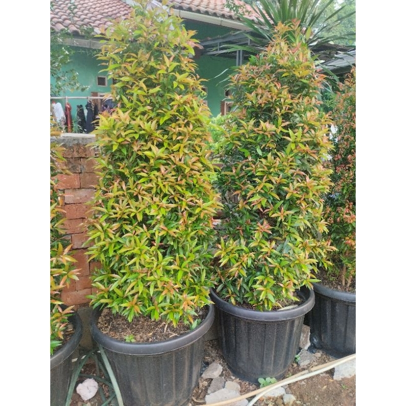 Tanaman Hias Pucuk Merah 40 sampay 60 cm Pucuk Merah