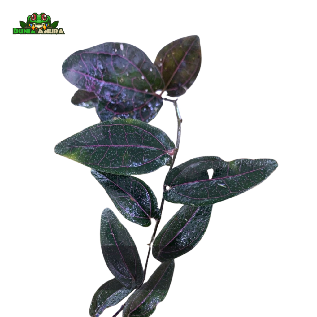 Jungle plan Piper Ornatum Dwarf sp Borneo