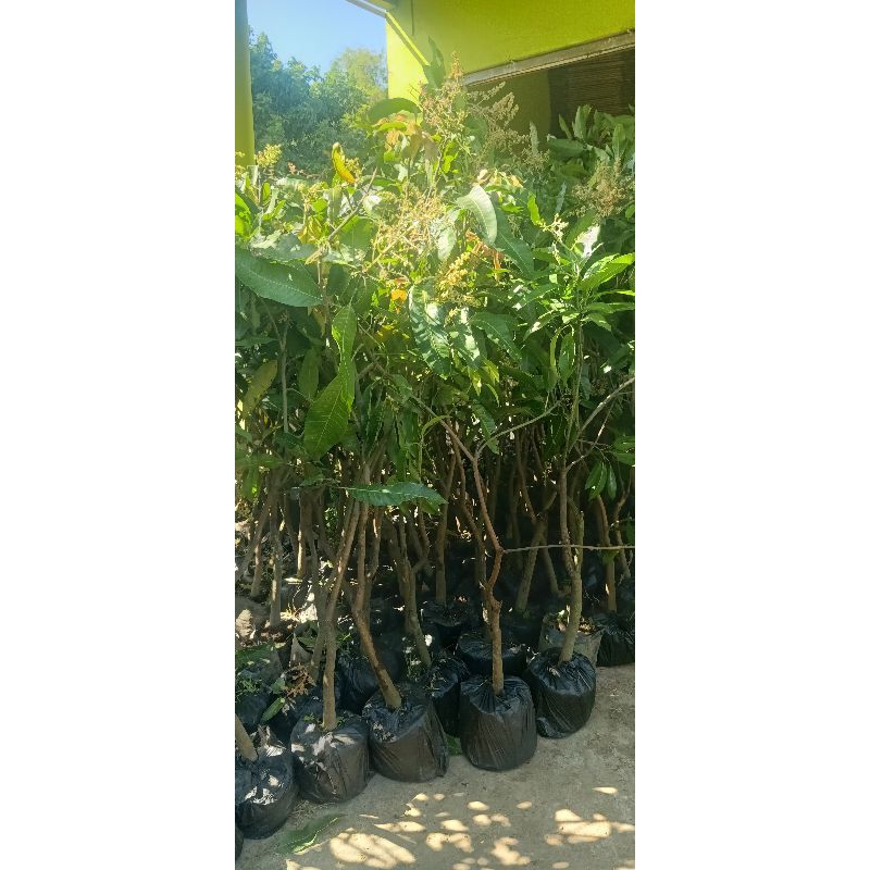 bibit mangga berbunga tinggi 1,5 meter
