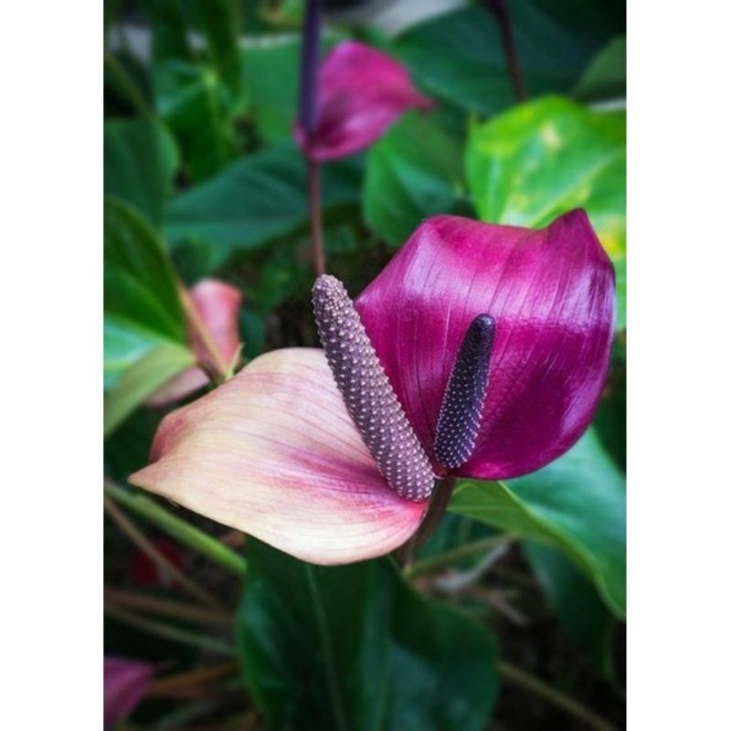 Tanaman hias anthurium mickey mouse bunga hidup ( id: ungu bunga besar cantik)