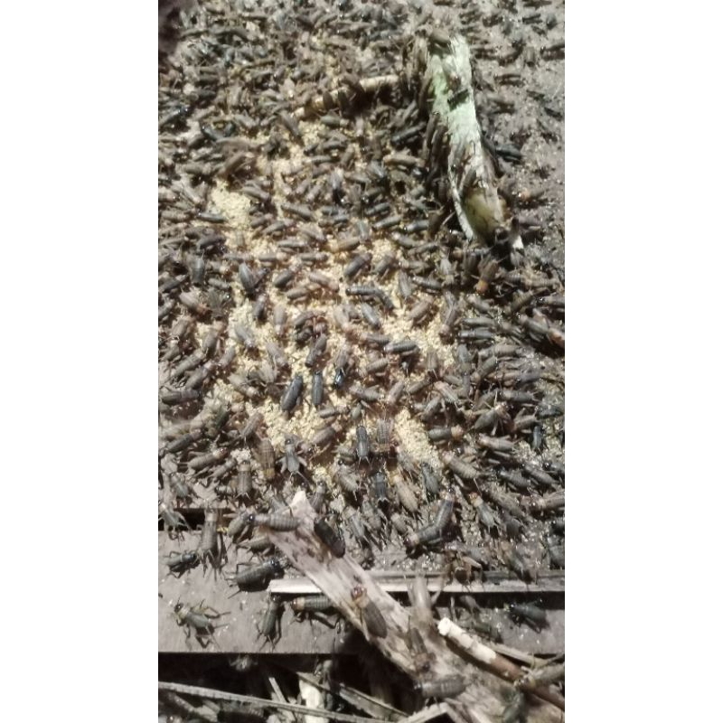 jangkrik alam hidup ½kg/500g