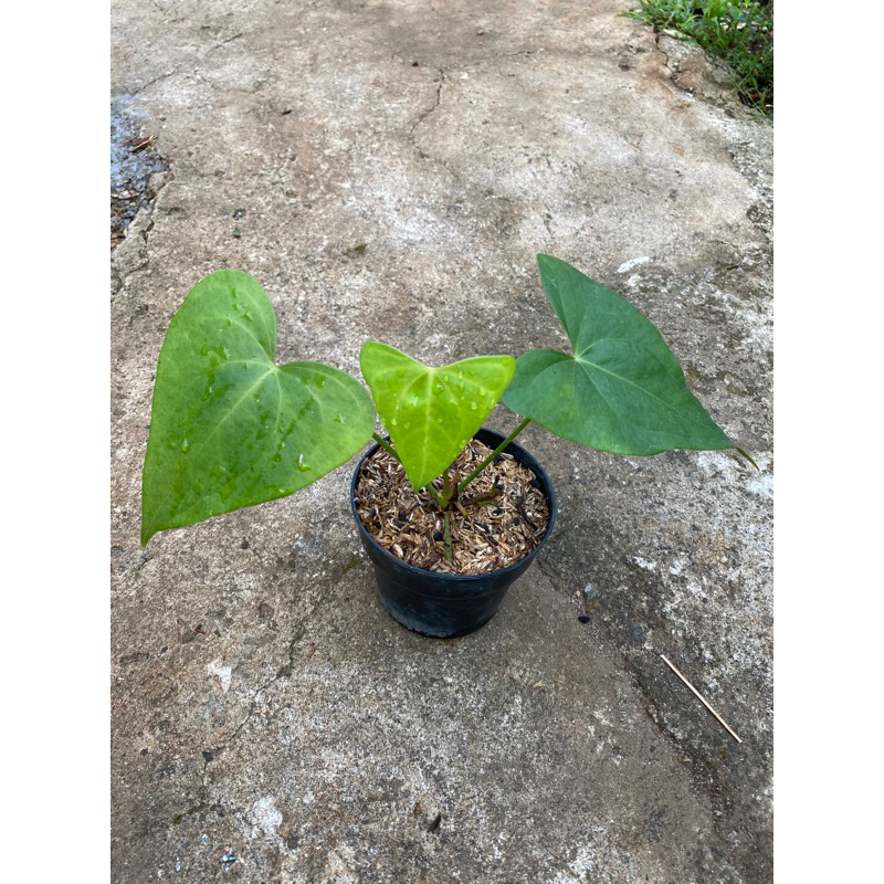 anthurium pterodactyl