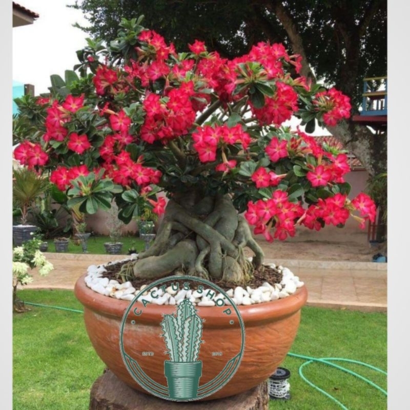 ADENIUM BUNGA TUMPUK / TANAMAN HIAS ADENIUM HIDUP ADENIUM JEPANG ID MERAH