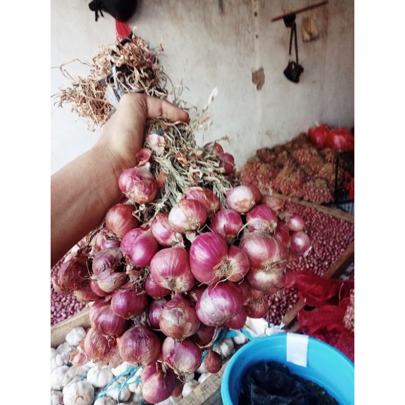 

Bawangmerahbima