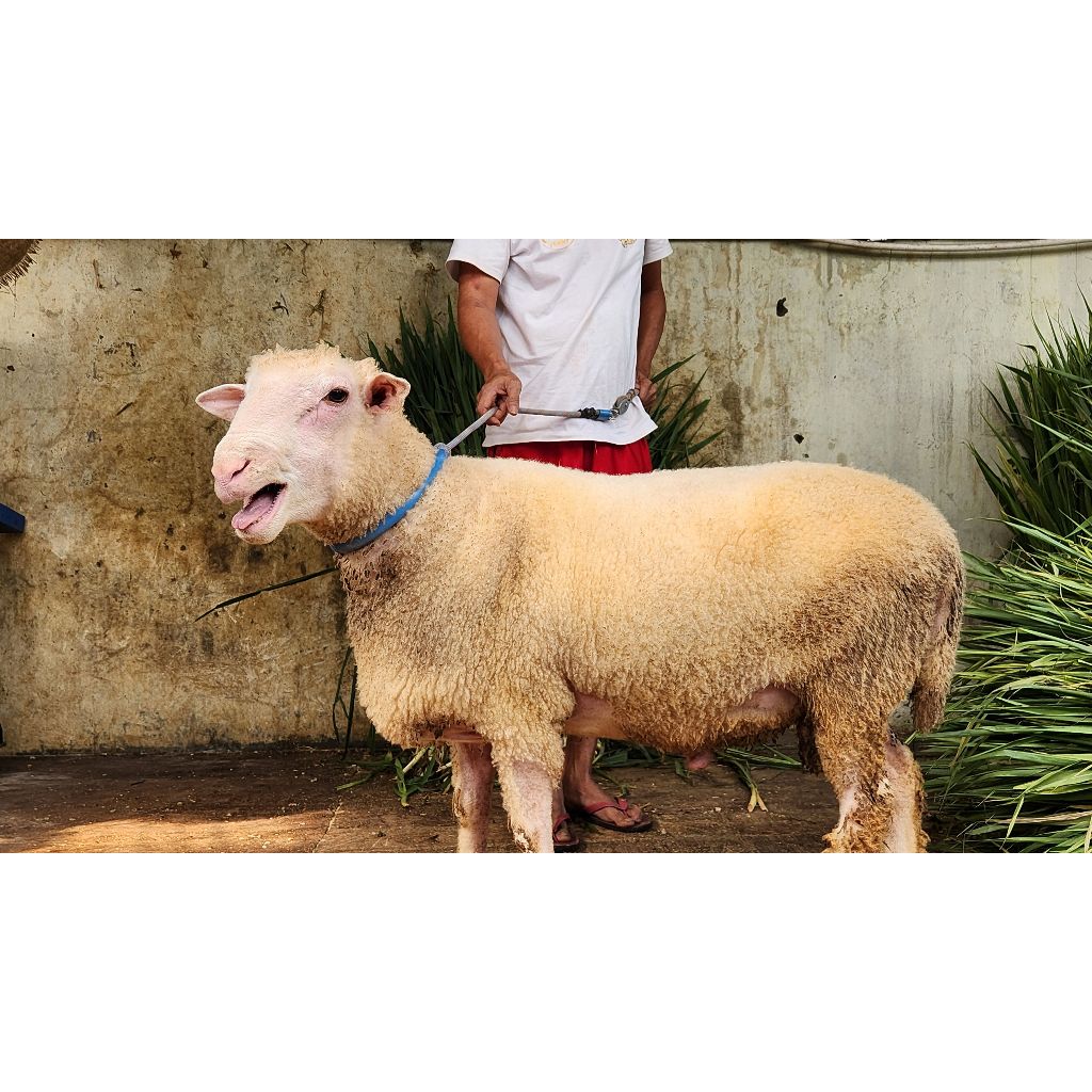 

Bibit Domba F1 Dorper/Suffolk/Merino 18 - 30 kg
