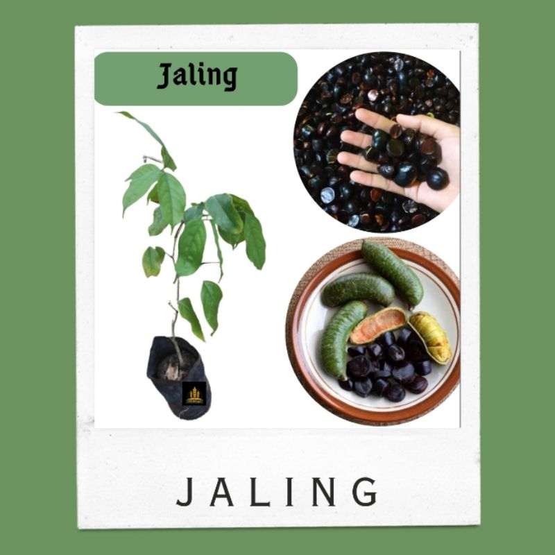 Bibit jaling kabau jering jolang jaling Bella bibit
