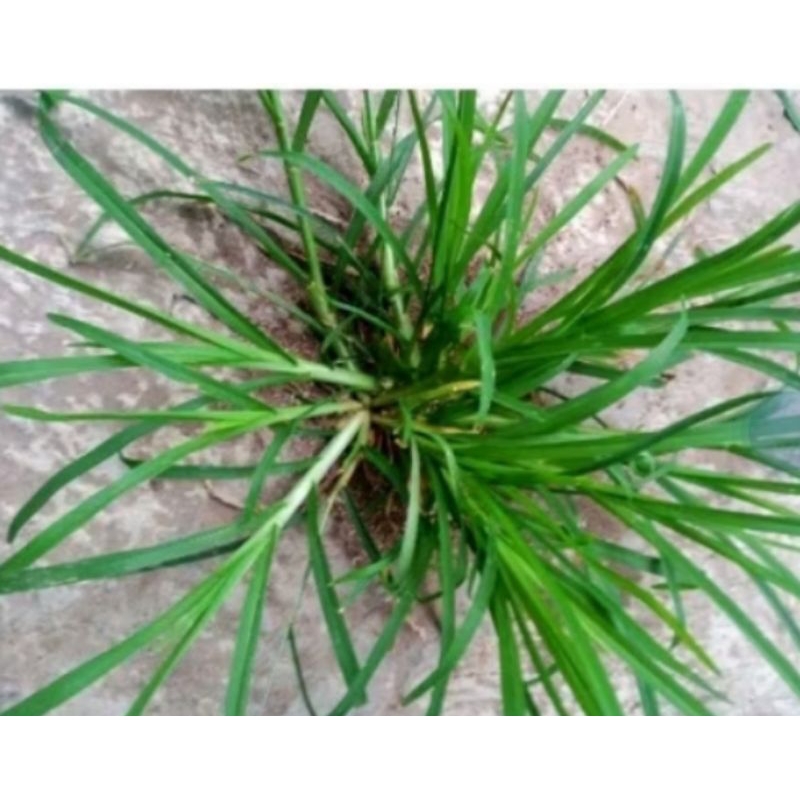 

daun jampang 500 grm