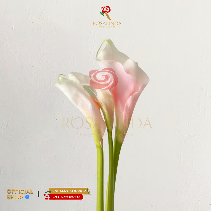 Bunga Calla Lily Pink / Bunga Potong Segar