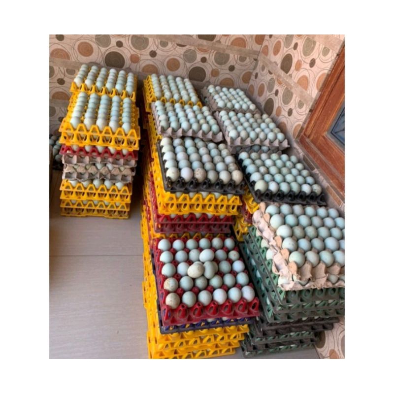 

telur bebek fertil siap di tetaskan jamin menetas