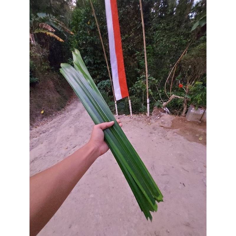 

DAUN PANDAN WANGI 1 IKAT ISI 10 SEGAR BARU PETIK