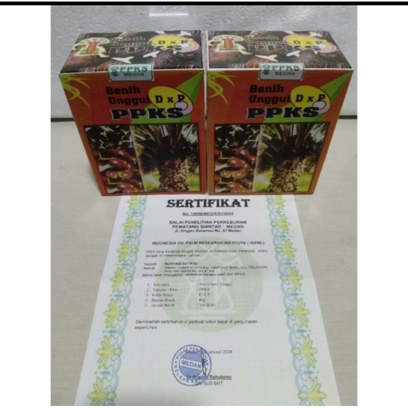 Benih Bibit Sawit PPKS dxp Medan isi 250 butir PELEPAH PENDEK