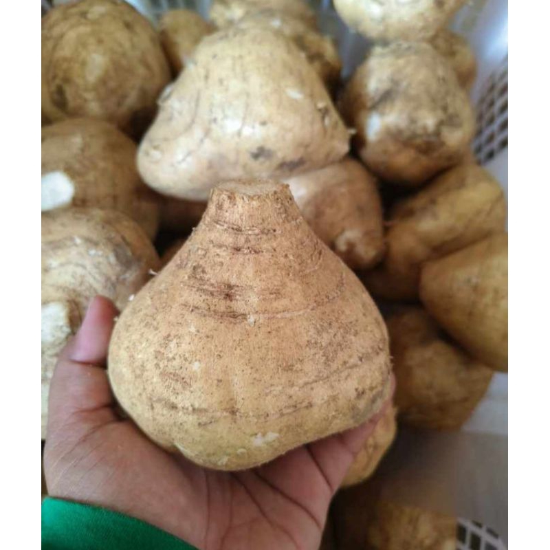 

BENGKOANG SEGER BUAT RUJAK APALAGI