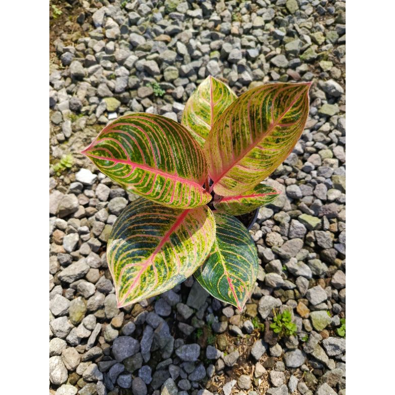 Aglonema Kresna Golden