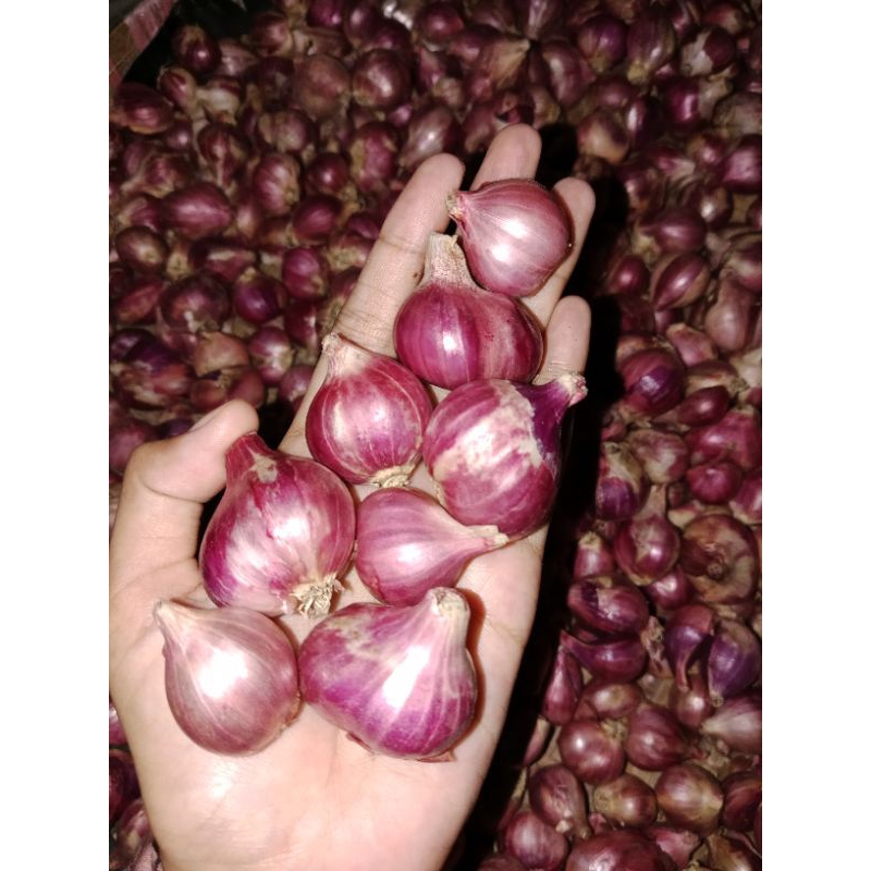 

BAWANG MERAH 1KG
