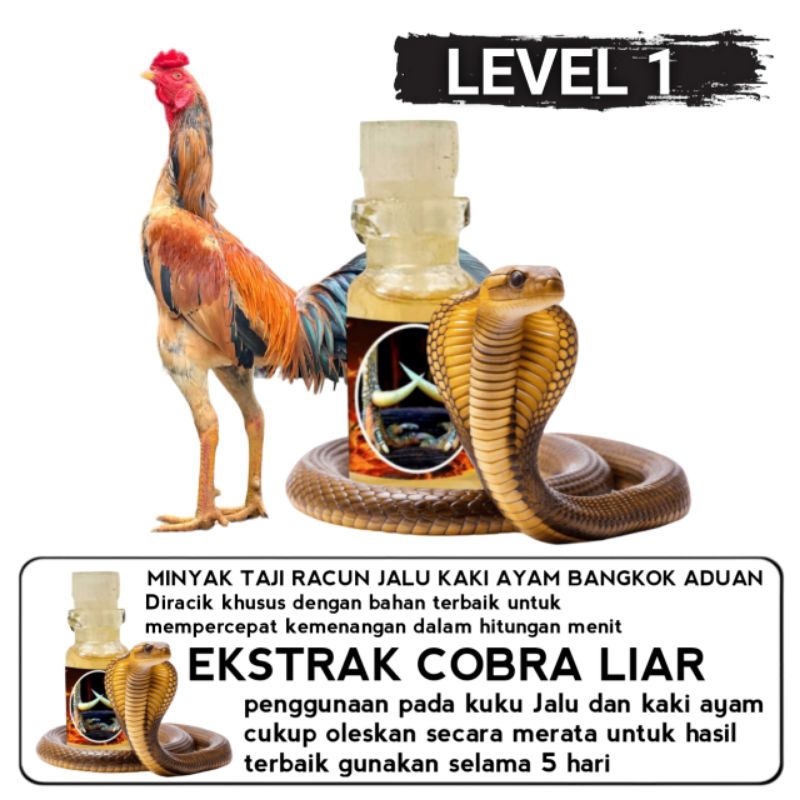 Racun oles minyak Taji ayam Bangkok lagaer