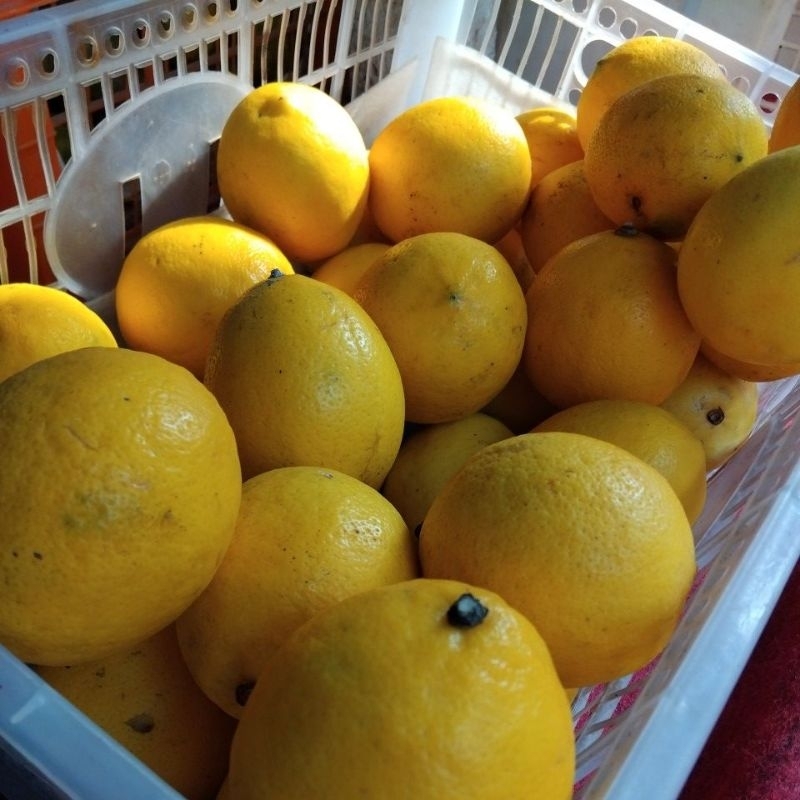

Buah manizz Lemon Lokal