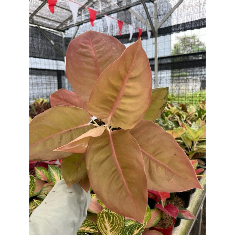 Aglaonema Kochin Brown