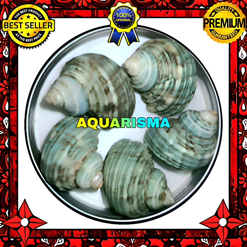 HIASAN DAN KOLEKSI - CANGKANG KEONG MDM MATA LEMBU TURBO TUMIDULUS HIJAU GRADE A+