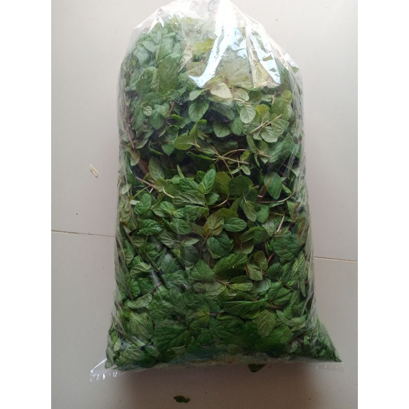 

daun mint