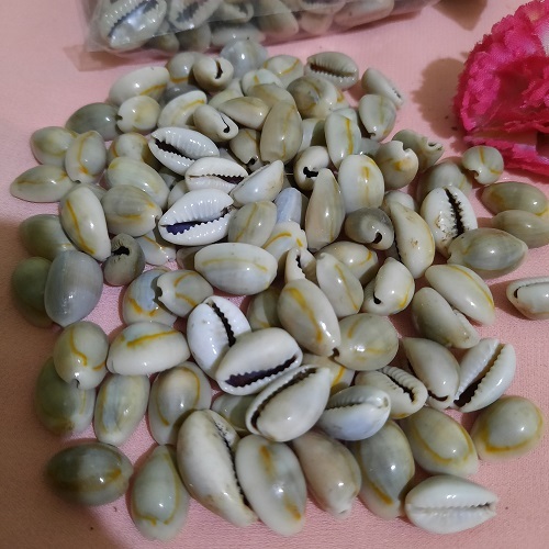 Kewul Kerang Laut Asli Ukuran Besar ( 2,00 - 2,50cm ) Guna Biji Congklak atau Bahan Hiasan