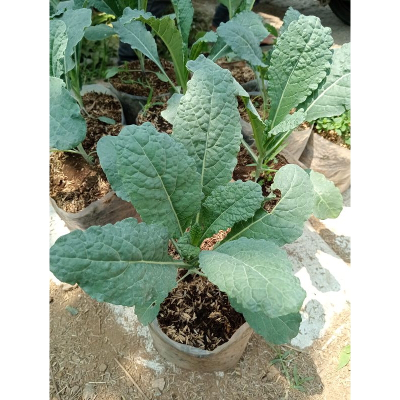 Bibit tanaman sayuran kale nero