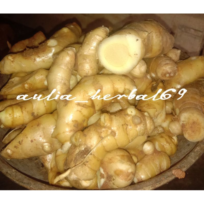 

Kunyit putih-temu putih segar 1kg murah organik