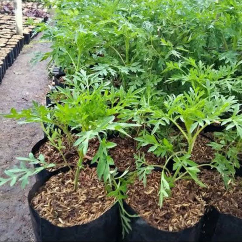 BIBIT KENIKIR HIDUP/BIBIT TANAMAN DAUN KENIKIR