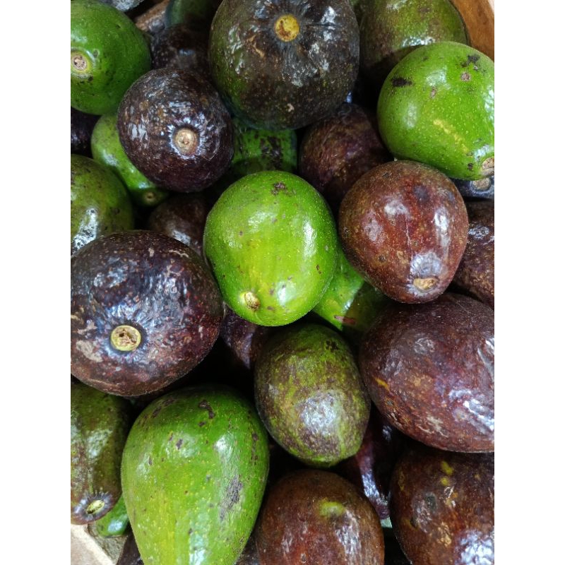 

buah Alpukat kiloan