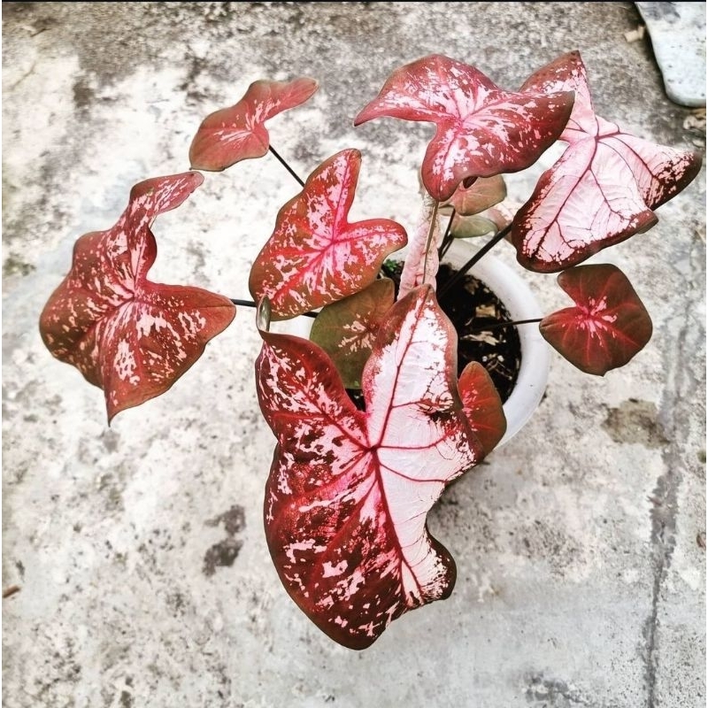CALADIUM JULATREEKOON - Tanaman Hias Keladi hybrid Thai series julatreekoon