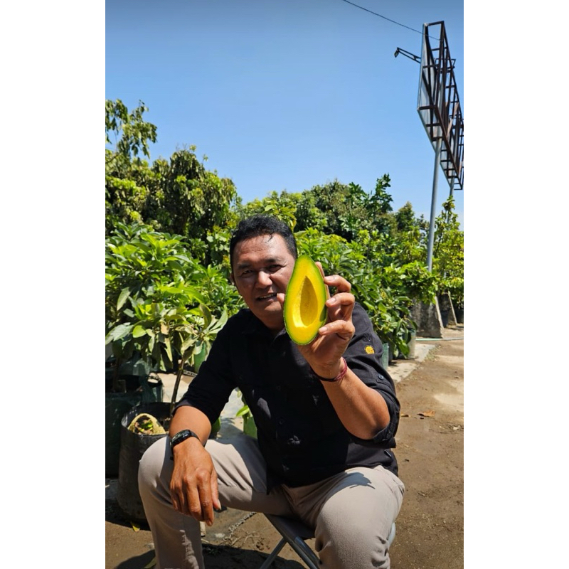 BIBIT ALPUKAT AJS DESA WISATA JAMBU KEDIRI