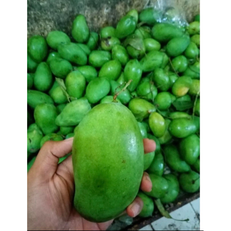 

mangga rujak mantul