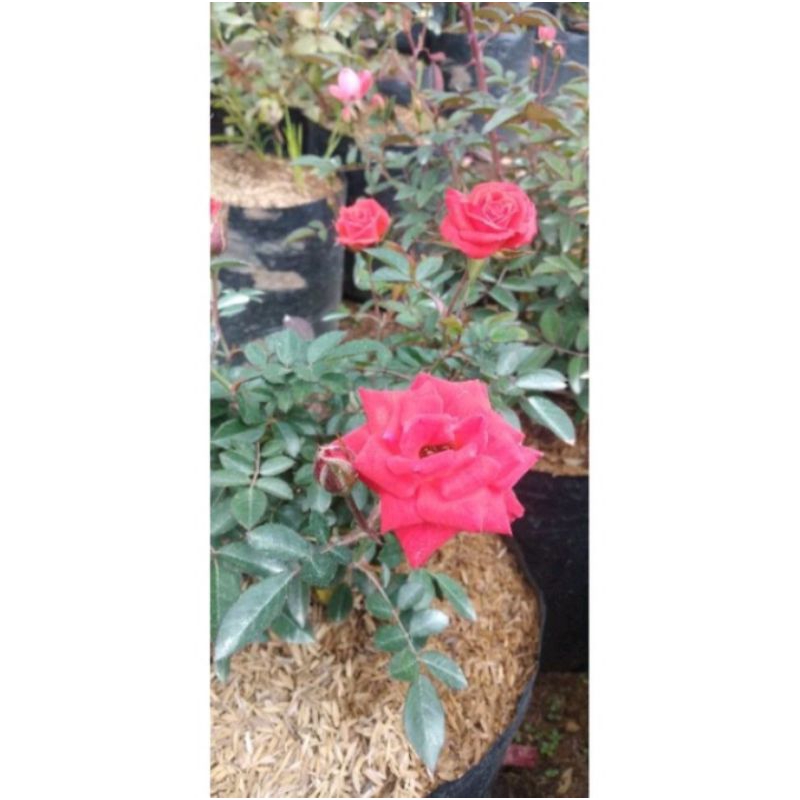 BABY ROSE MAWAR MINI