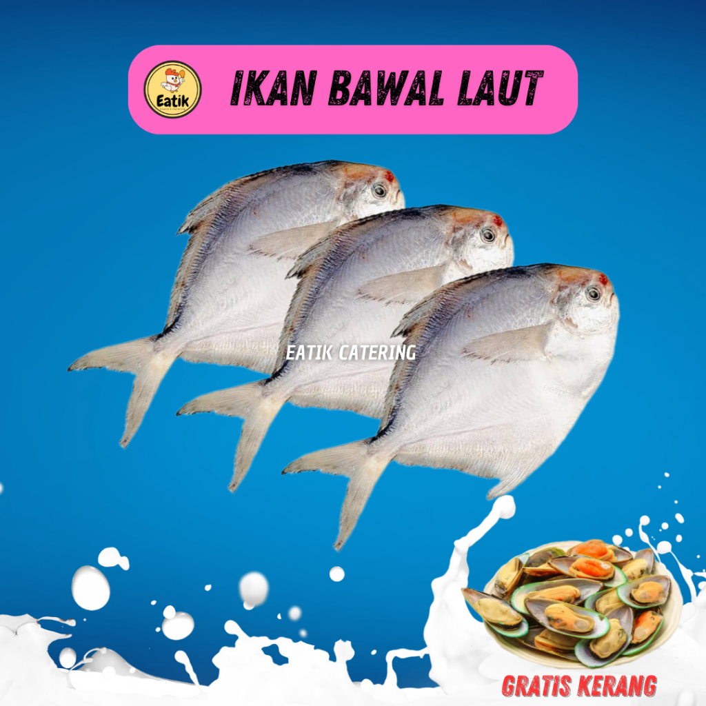 

IKAN BAWAL LAUT SEGAR DAN FRESH - HASIL LAUT SEGAR