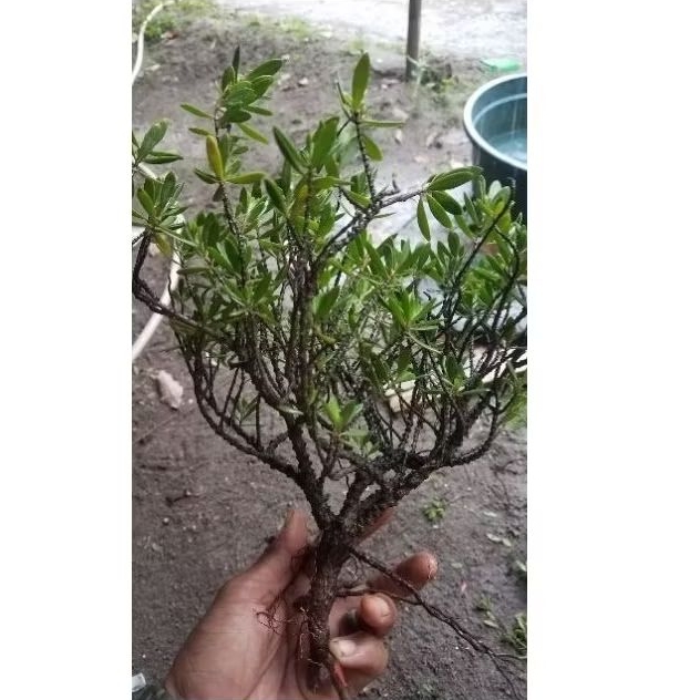 santigi paketan 10 pohon