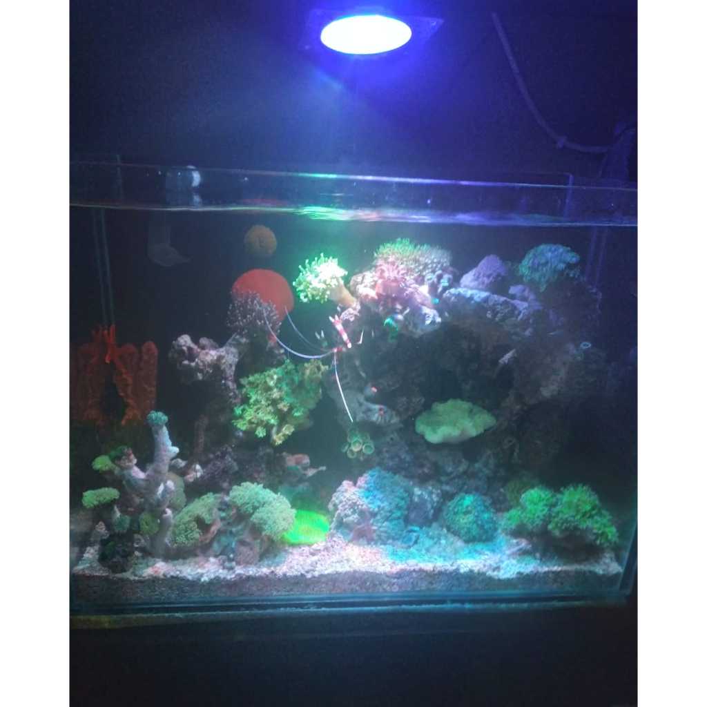 Paket Full Set Aquarium Laut 40x40x35 Cm