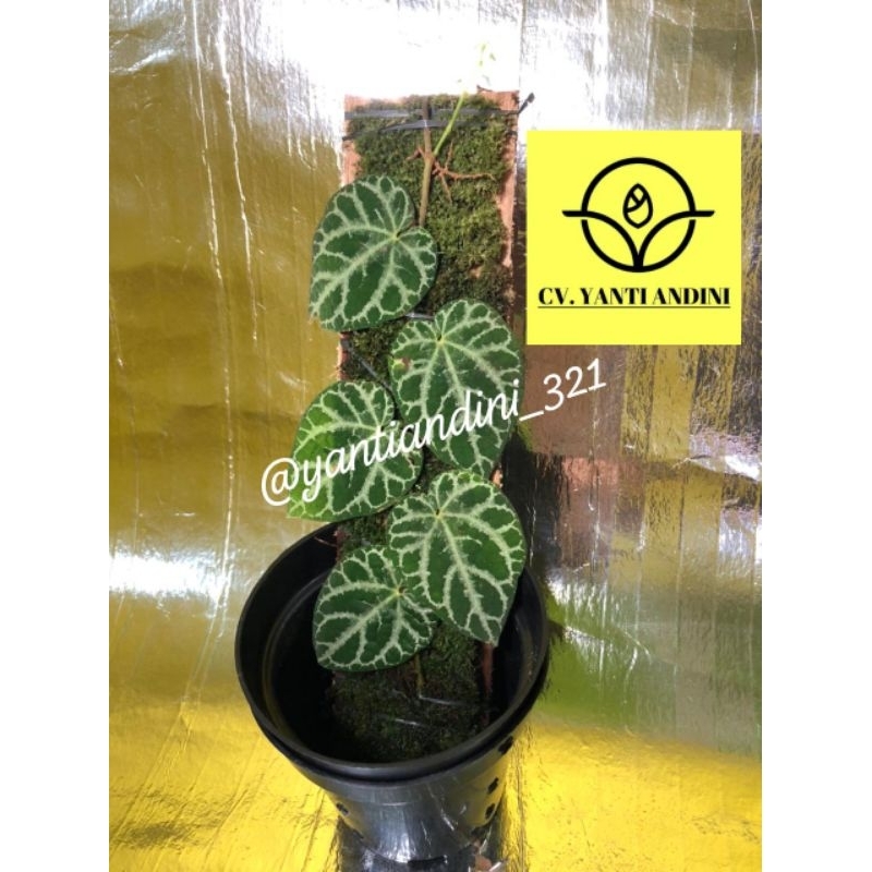 Piper Sp. Kapuas Hulu