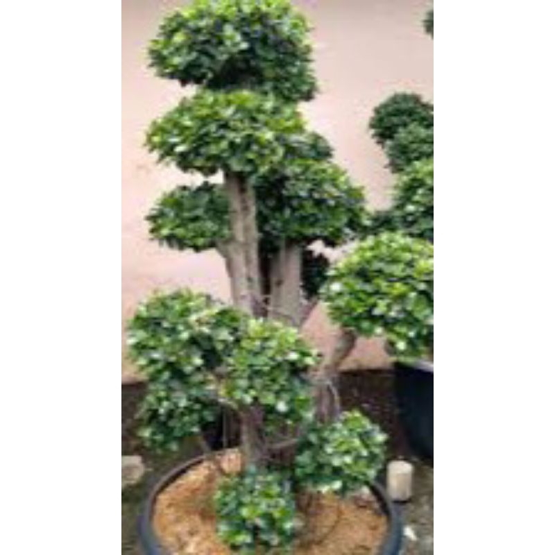 Beringin Dolar 1,5 Meter