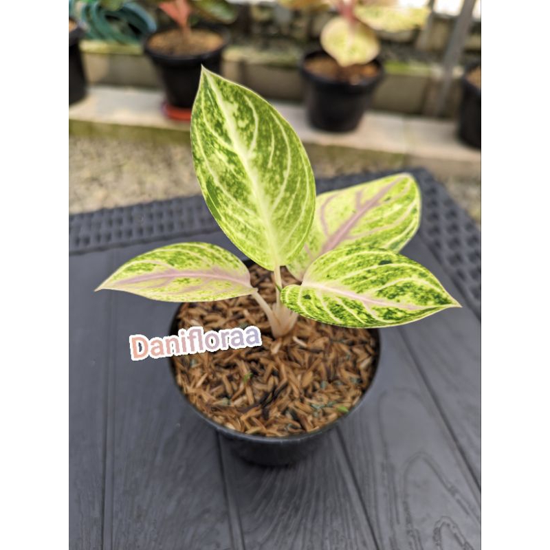 Aglaonema Moonlight Violet