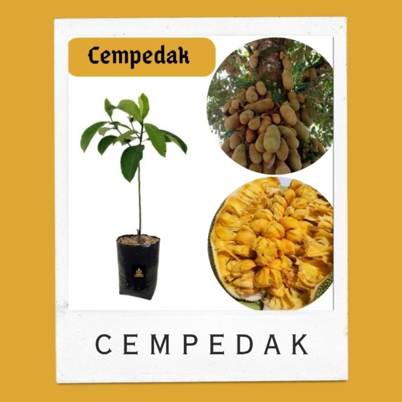 Bibit cempedak  • Bibit cempedak madu Bella bibit