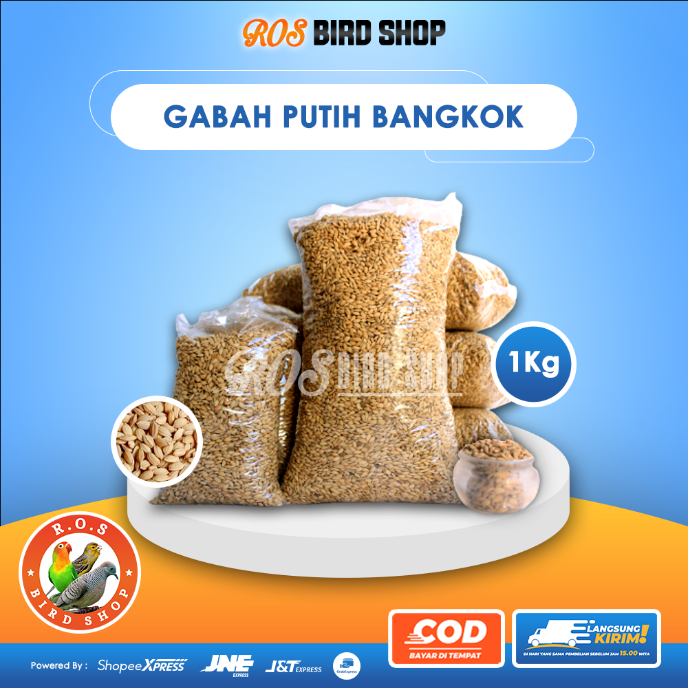 1KG Gabah Bangkok Putih Pakan Burung PERKUTUT LOVE BIRD BERSIH Sudah Dicuci dan Ditampi