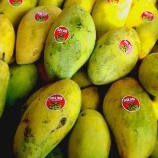 

mangga dokmai
