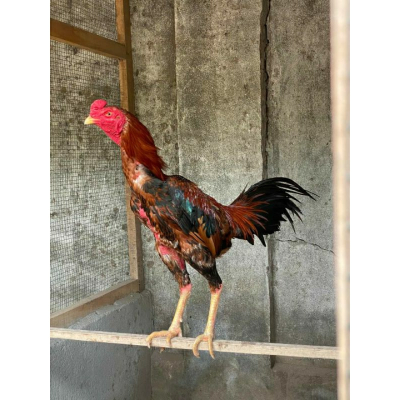 

TELUR AYAM PHAKOY FERTIL UNGGULAN