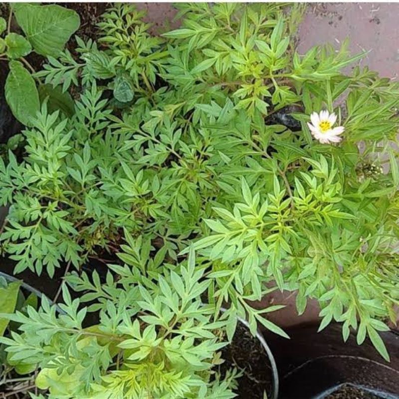 BIBIT KENIKIR /BIBIT TANAMAN KENIKIR HIDUP/