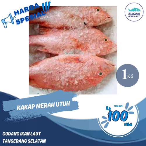 

IKAN KAKAP MERAH UTUH FRESH FROZEN BERKUALITAS 700-800 GR
